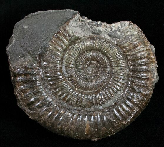 Pyritized Dactylioceras Ammonite - UK #11851